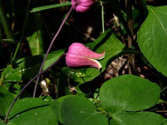 {Clematis glaucophylla}